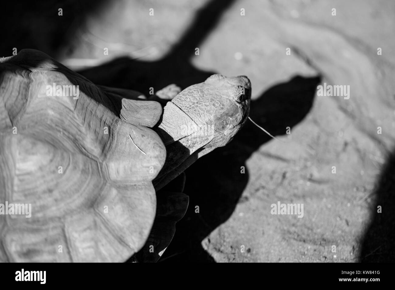 A big bite Black and White Stock Photos & Images - Alamy