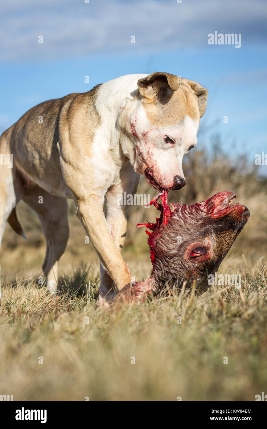 Dog eating raw dog food Stock Photo