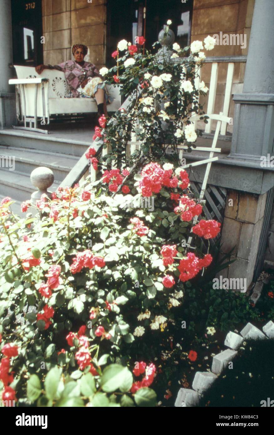 Black woman sits on a porch swing on Chicago's west side and surveys her rose garden, Chicago, Illinois, June, 1973. Image courtesy John White/US National Archives. Image courtesy National Archives. Stock Photo