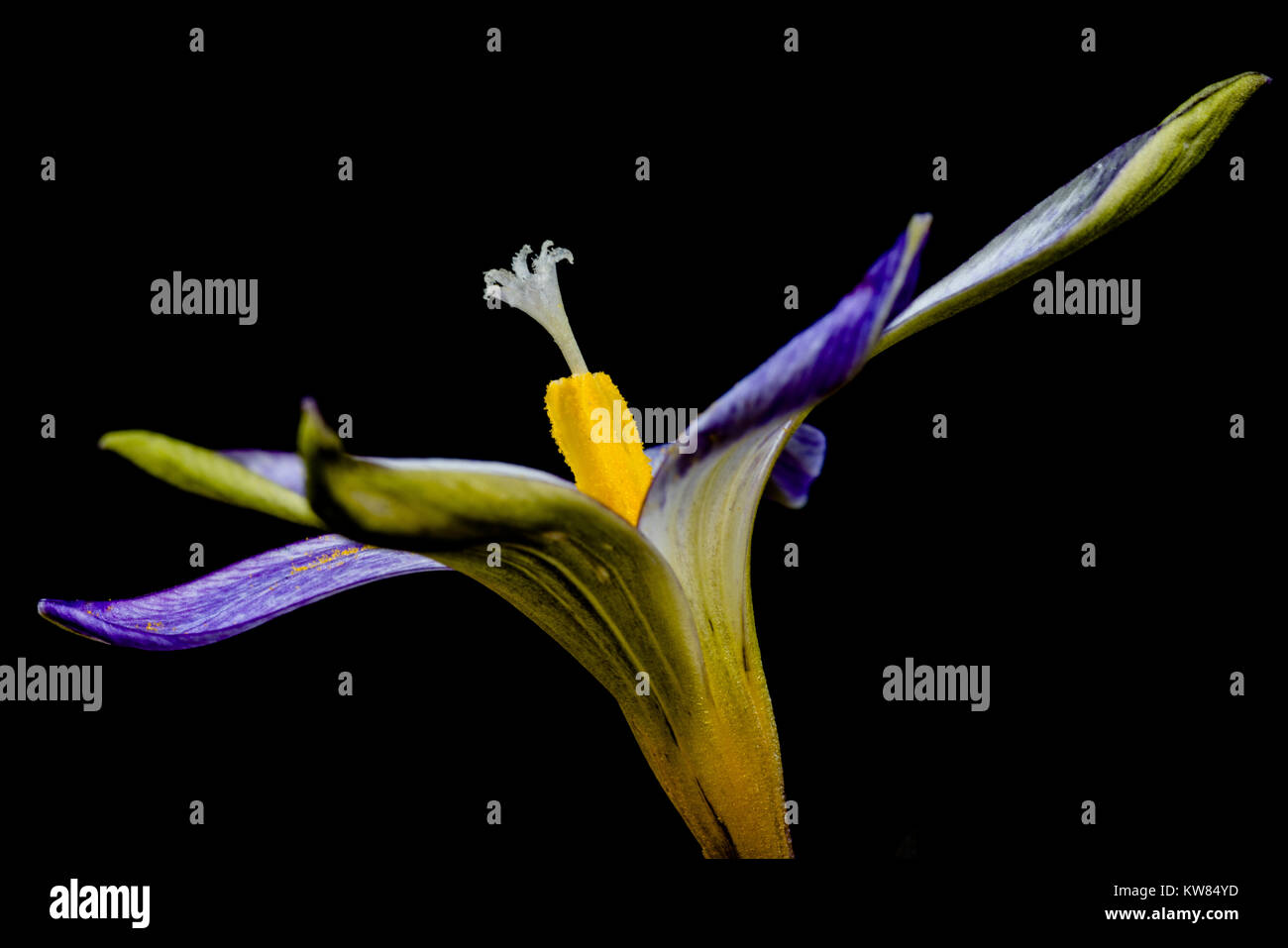 Romulea is a genus of flowering plants in the iris family, first described as a genus in 1772. It is distributed in Europe, the Mediterranean, the Ara Stock Photo