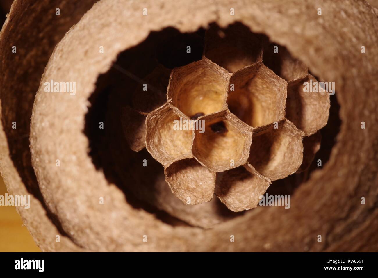Golf ball sized wasp nest hires stock photography and images Alamy