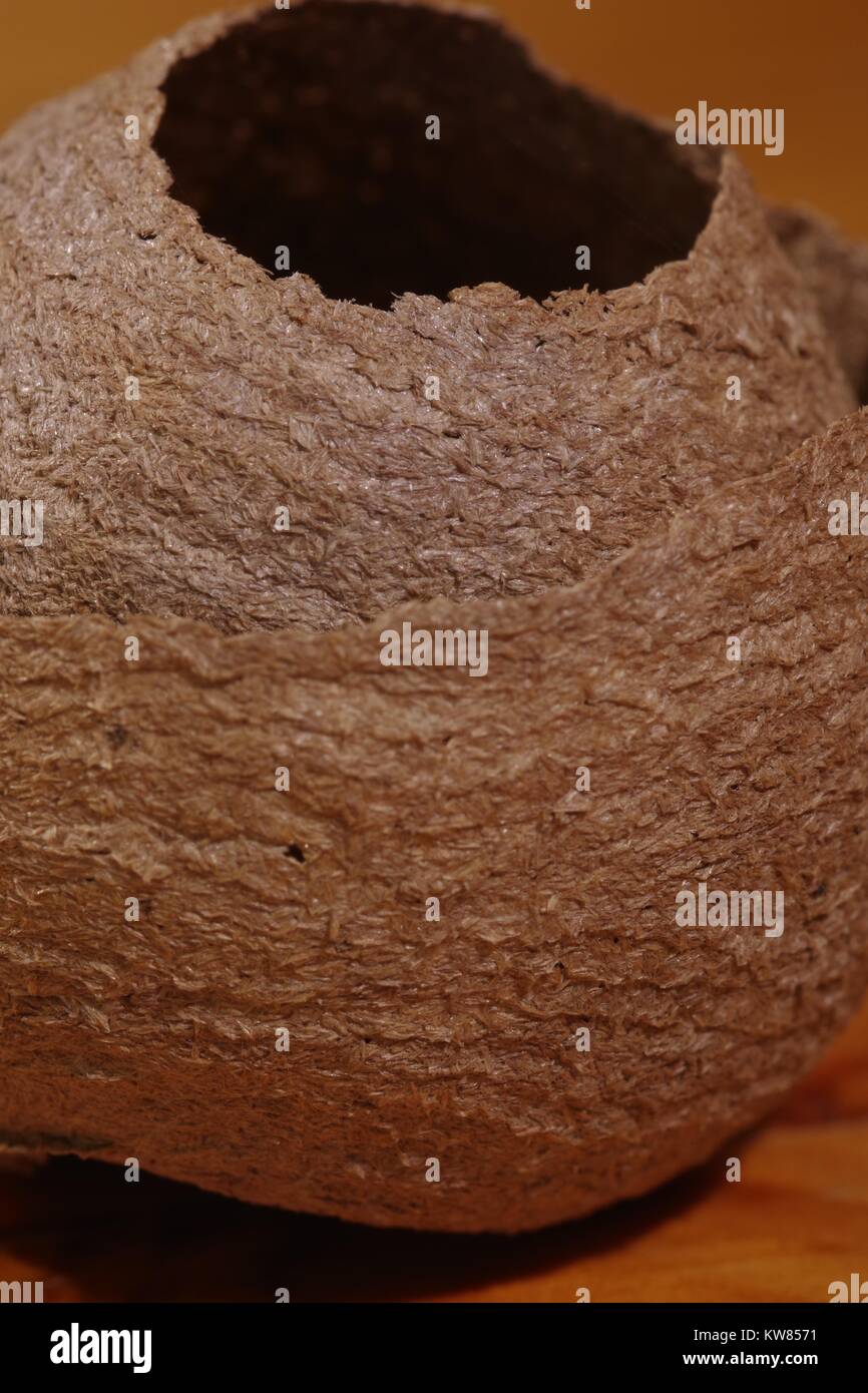 Macro Photo of Golf Ball Sized Paper Common Wasp Nest (Vespula