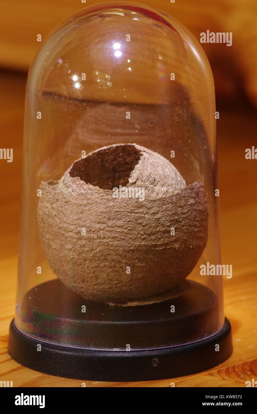 Macro Photo of Golf Ball Sized Paper Common Wasp Nest (Vespula