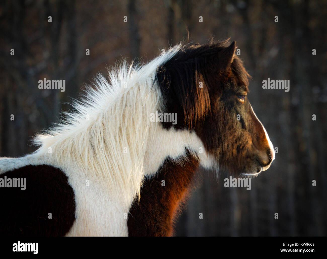 Piebald pinto hires stock photography and images Alamy