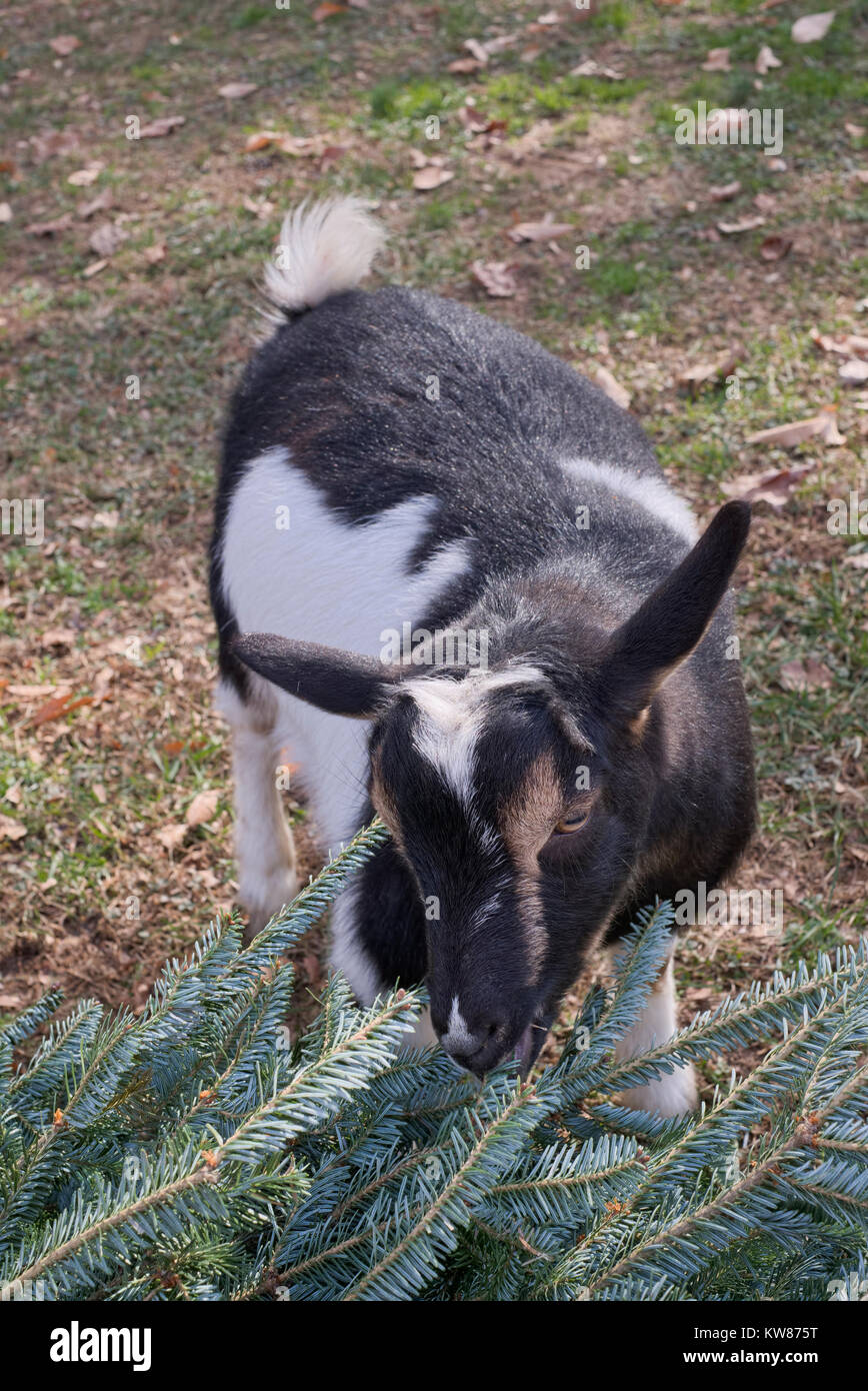 Nigerian Dward Goat eating Christmas Tree / evergreen tree Stock Photo