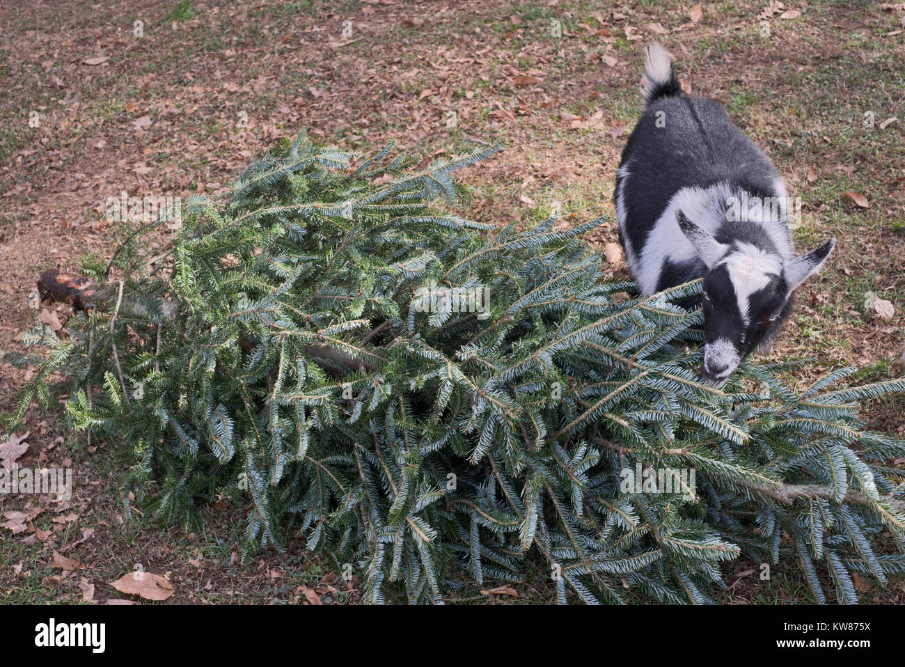 Nigerian Dward Goat eating Christmas Tree / evergreen tree Stock Photo