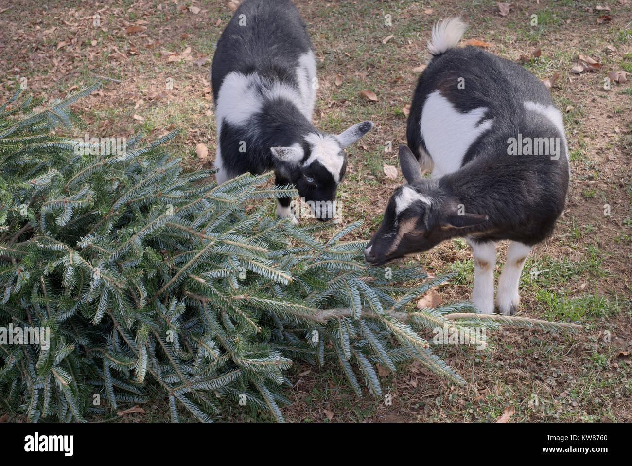 Nigerian Dward Goat eating Christmas Tree / evergreen tree. Stock Photo