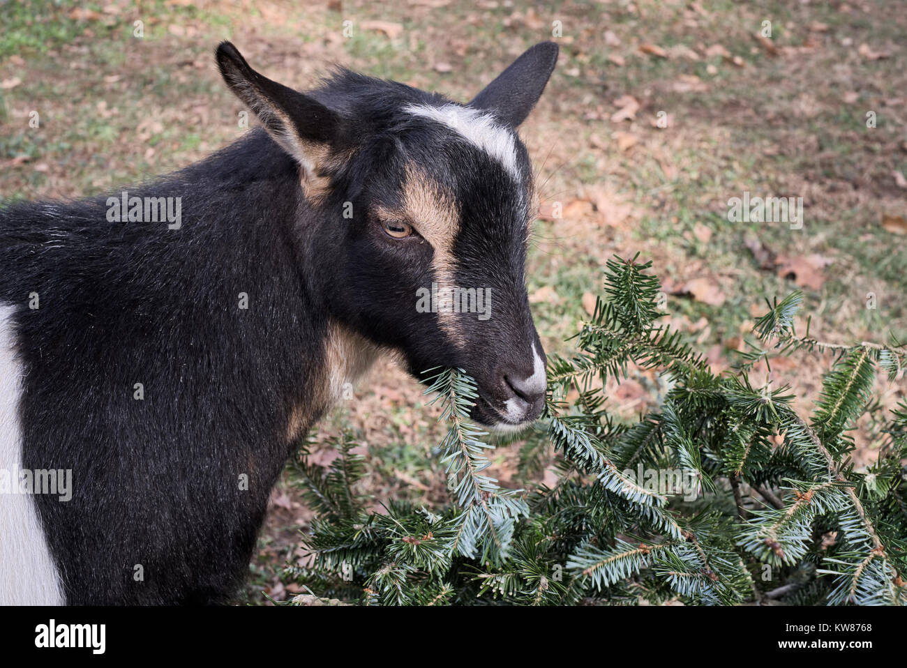 Christmas goat hires stock photography and images Alamy