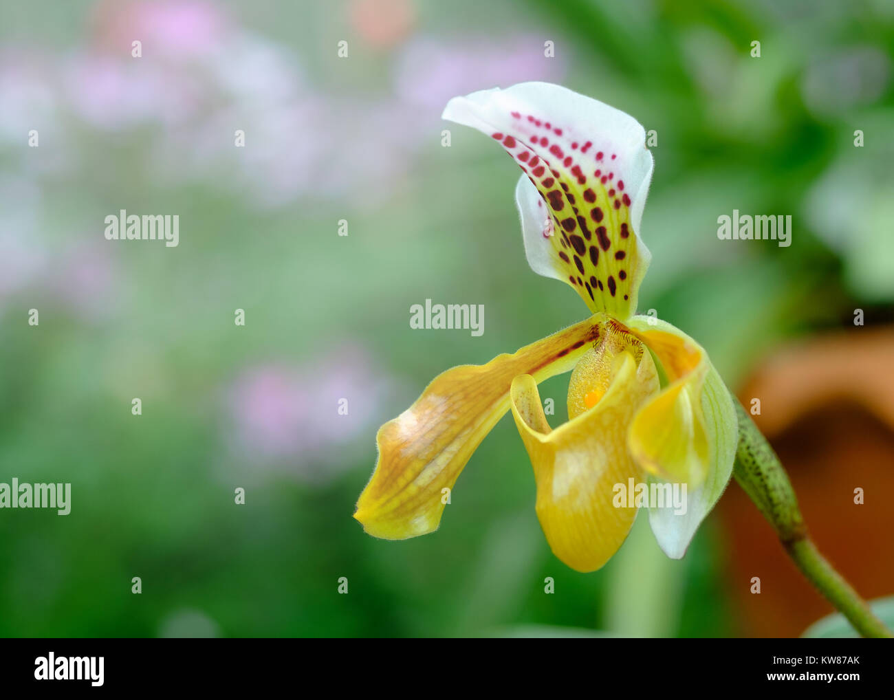 Yellow paphiopedilum or lady slipper orchid at tropical flower in Thailand Stock Photo