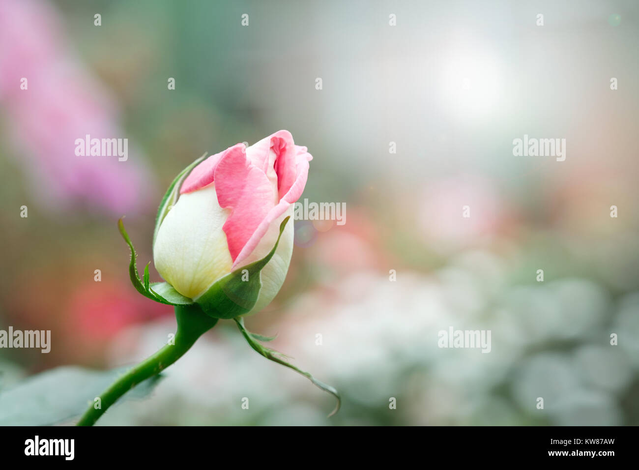 Pink yellow roses in the garden, Chiang mai Thailand Stock Photo - Alamy