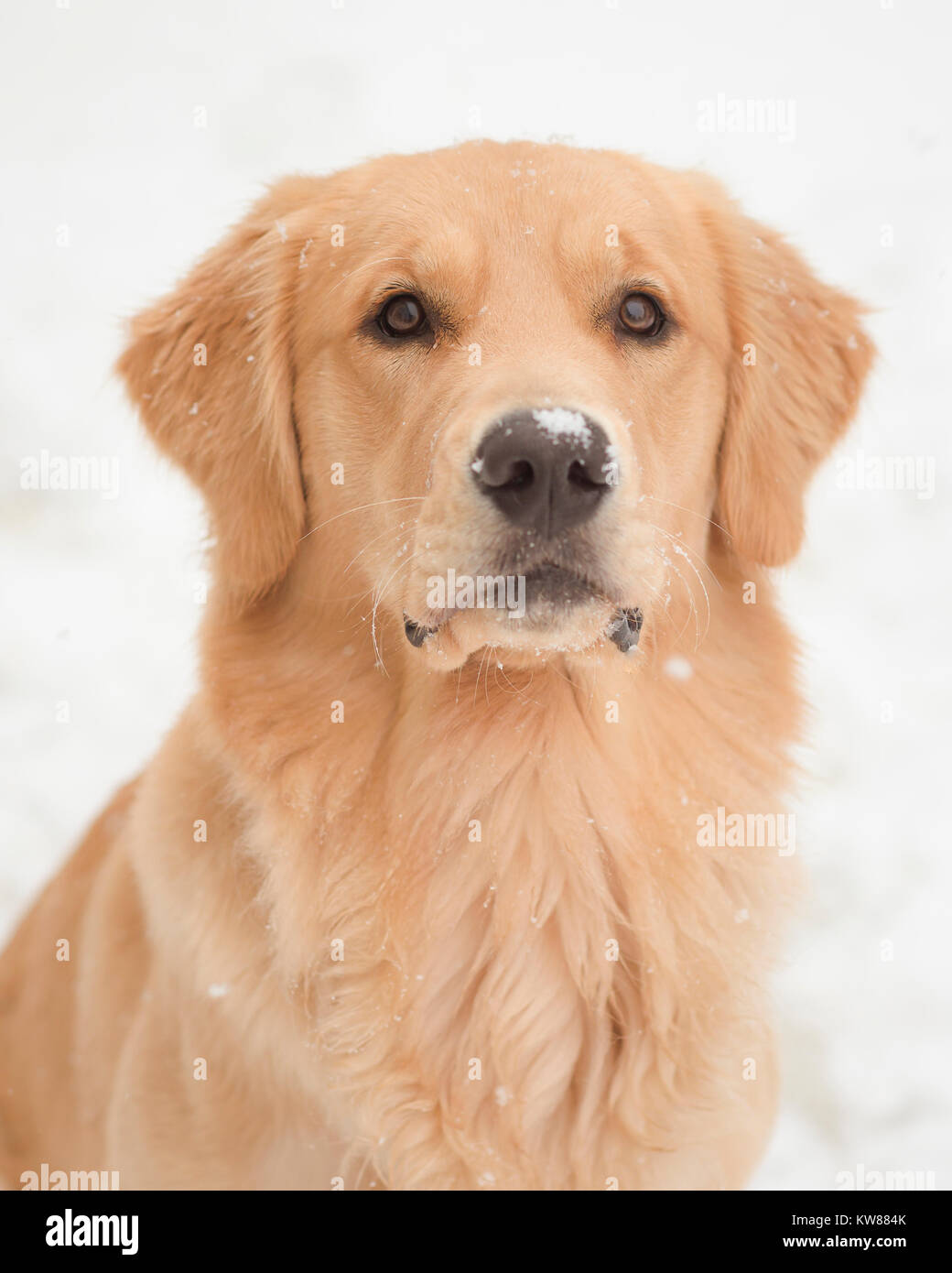 Portrait of Majestic Golden Retriever Dog in the Snow Stock Photo