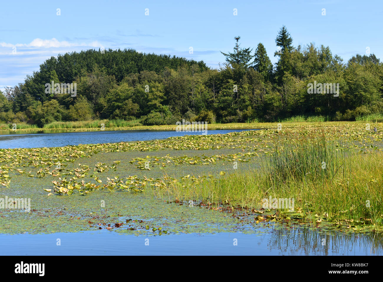 Lake Terrell in Ferndale, Washington, USA with lily pads and reeds in
