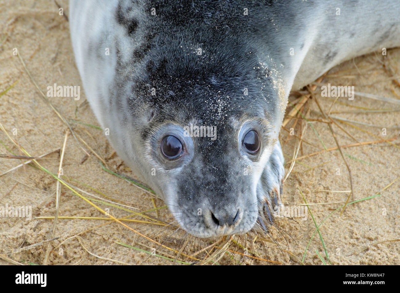 A young seal pup on Horsey Beach, North Norfolk, UK on New Year's Eve Stock Photo