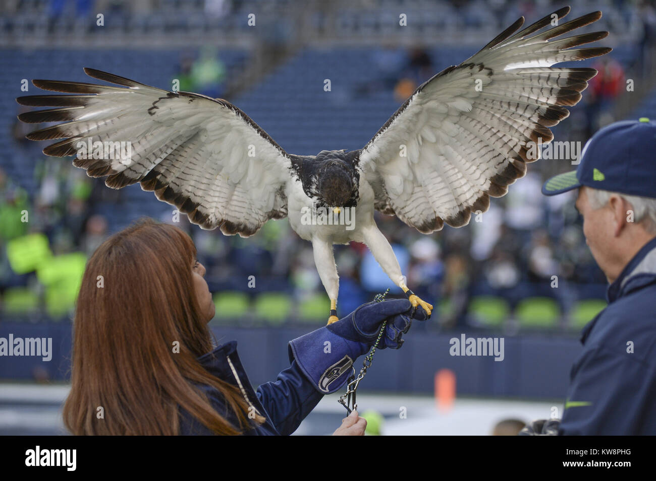 Seattle, Washington, USA. 31st Dec, 2017. TAIMA the Seattle Seahawks mascot settles in during pre-game activities as the Arizona Cardinals play the Seattle Seahawks in a NFL game at Century Link Field in Seattle, WA. Credit: Jeff Halstead/ZUMA Wire/Alamy Live News Stock Photo