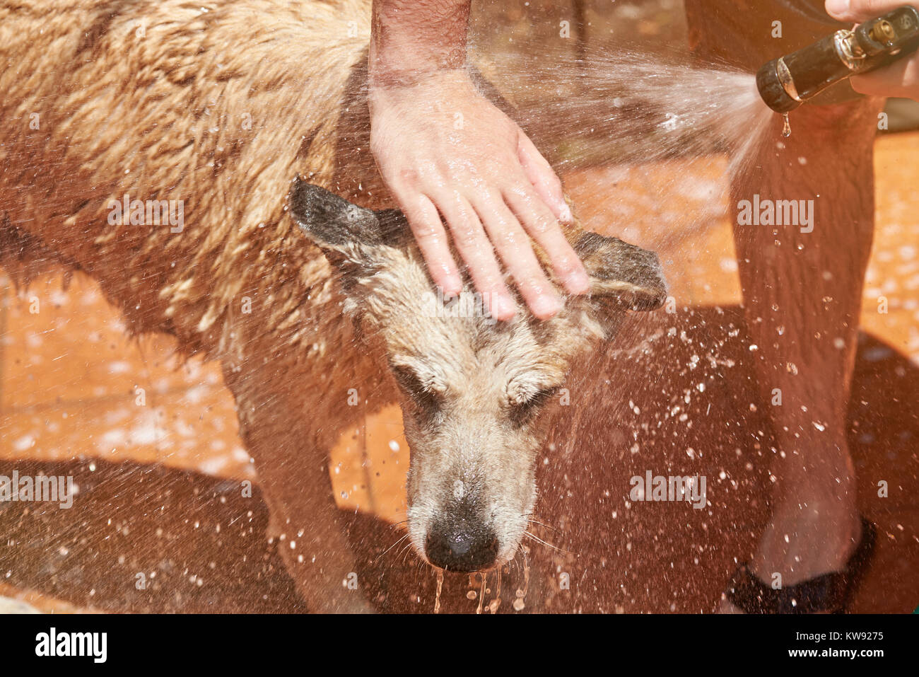 Washing brown dog head close-up on sunny bright day. Big dog take bath Stock Photo