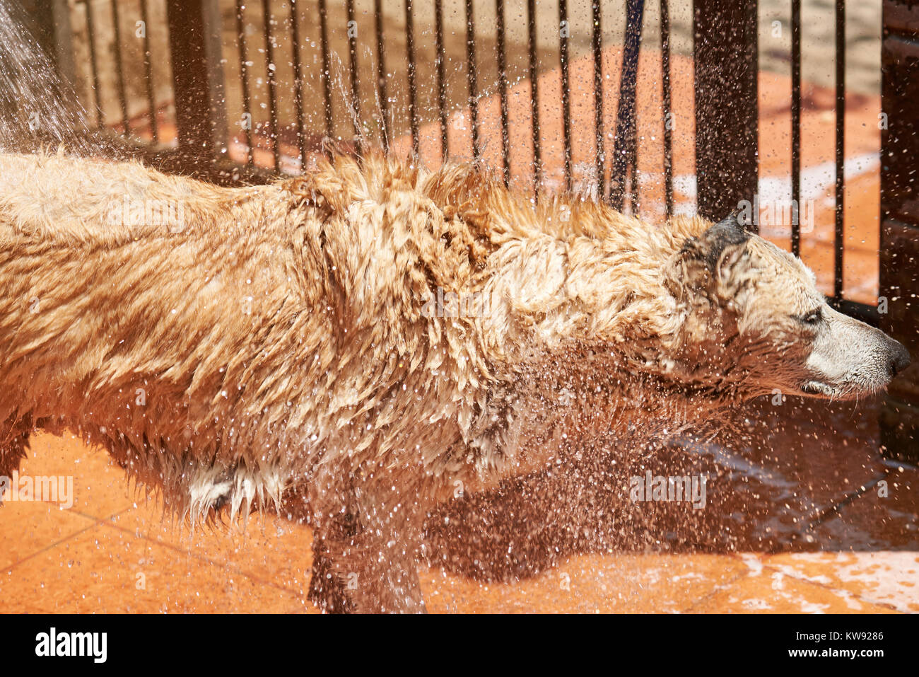 Drops flying from wet dog fur. Washing brown big dog view from side Stock Photo