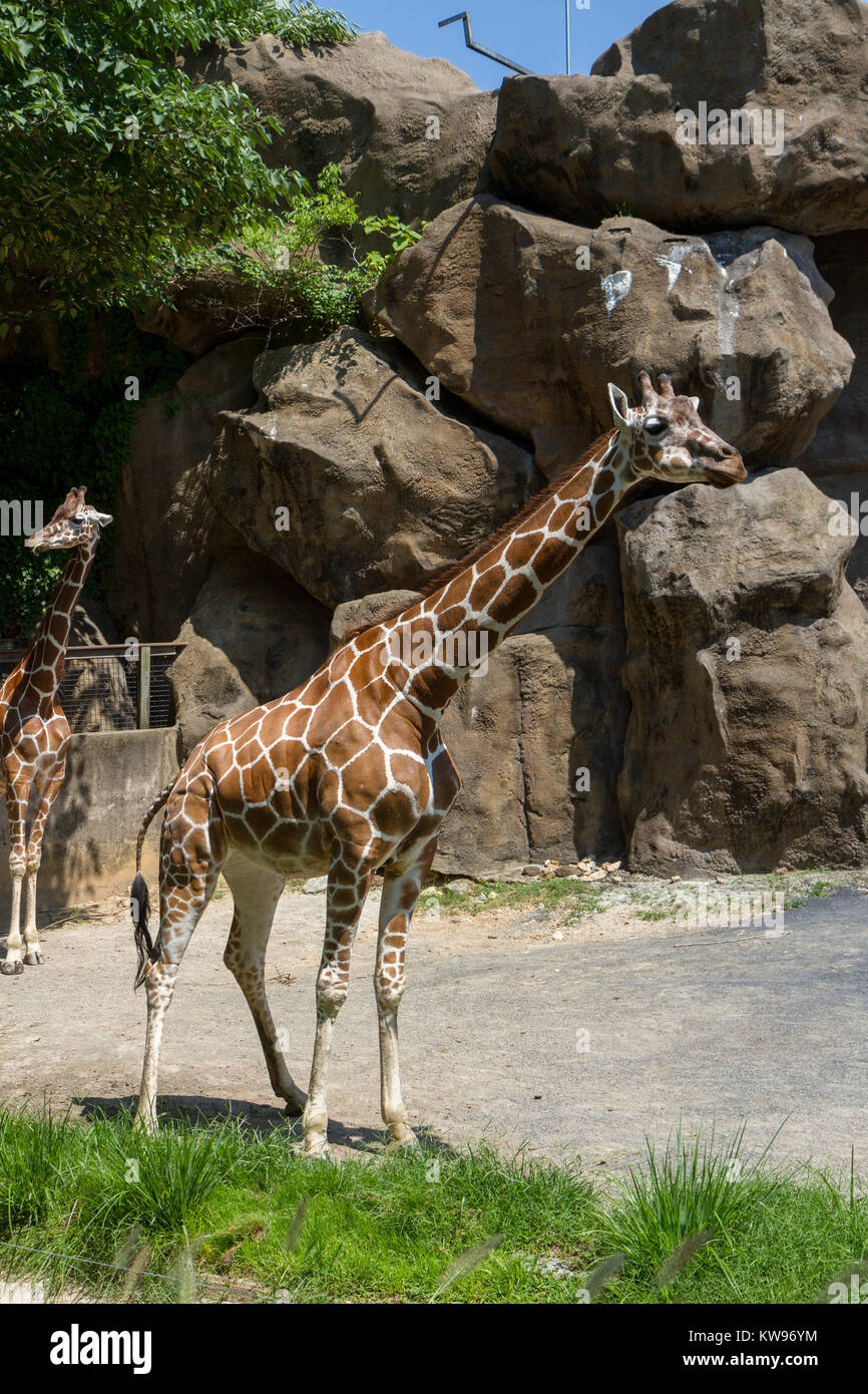 Giraffe enclosure in Philadelphia Zoo, Philadelphia, Pennsylvania