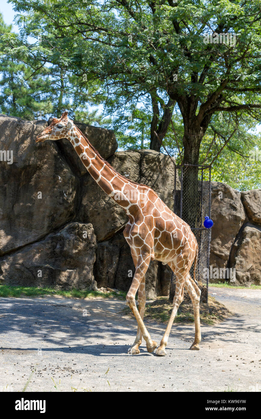 Giraffe enclosure in Philadelphia Zoo, Philadelphia, Pennsylvania, United States. Stock Photo