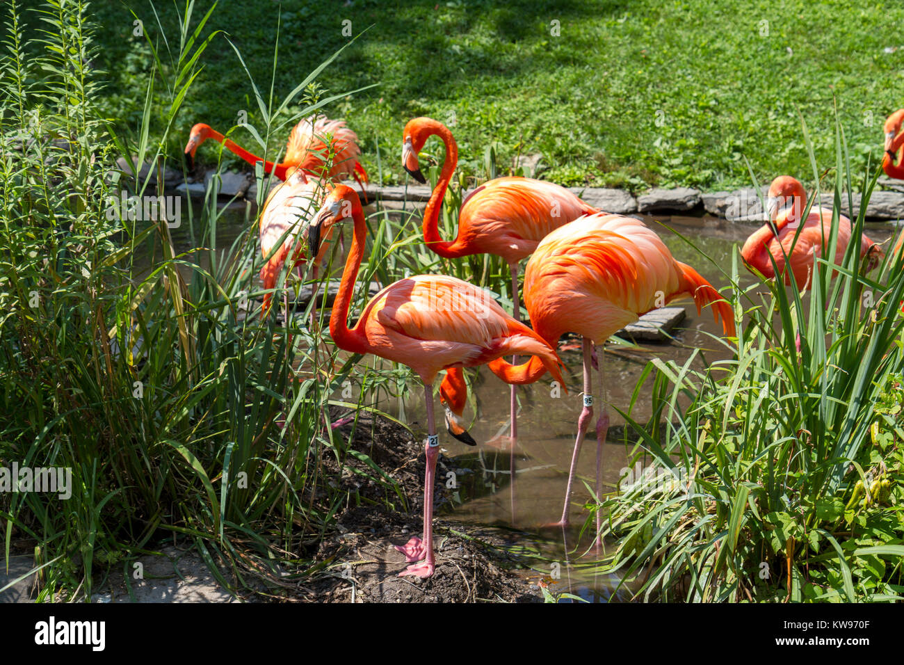 Philadelphia zoo hi-res stock photography and images - Alamy