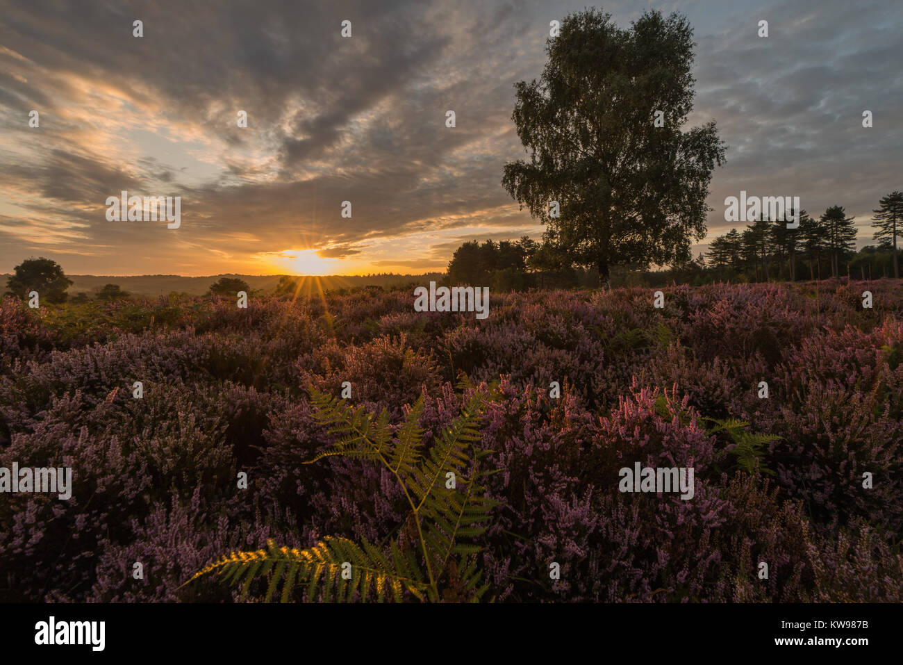 Beautiful Heather in the New Forest National Park, England, UK during a stunning autumn sunrise. Stock Photo