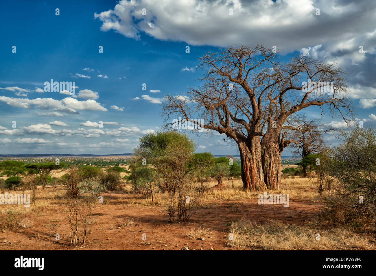 Baobab tree (Adansonia digitata) in landscape of  Tarangire National Park, Tanzania, Africa Stock Photo