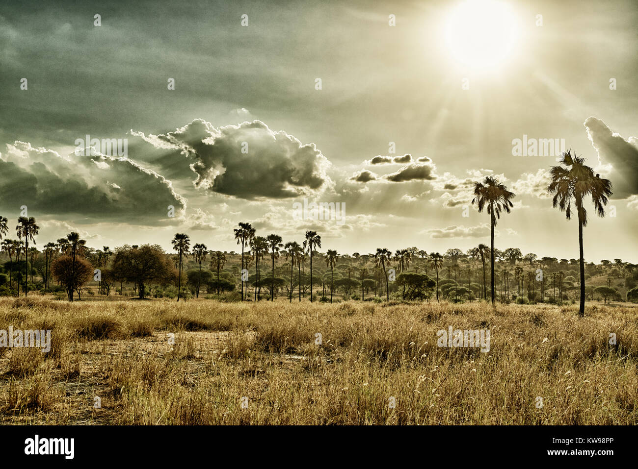 palm trees in landscape of Tarangire National Park, Tanzania, Africa