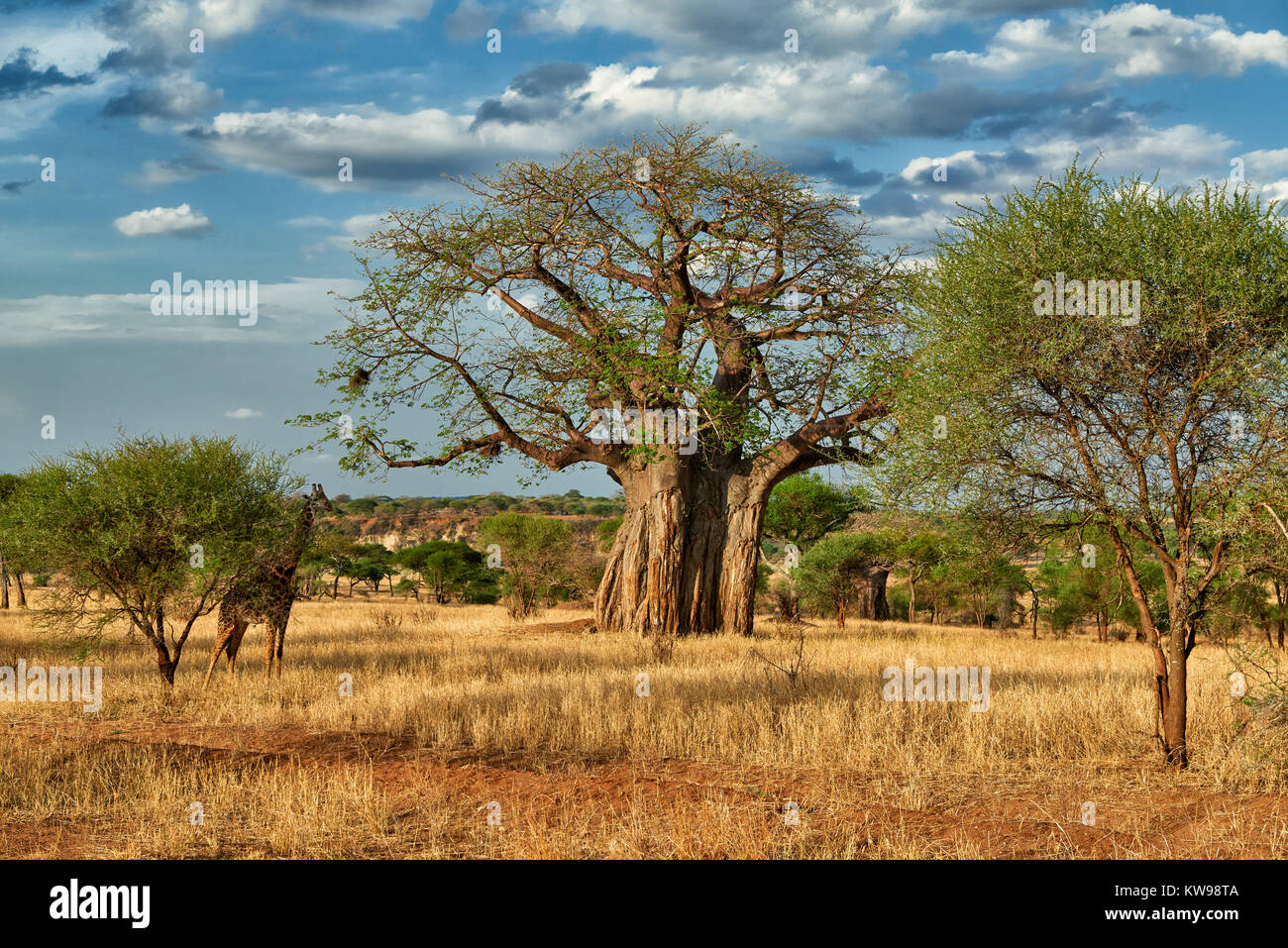 Baobab tree (Adansonia digitata) in landscape of Tarangire National ...