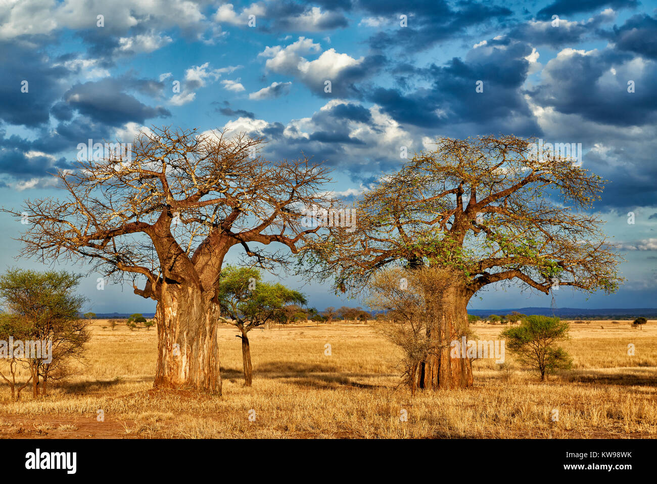 Baobab tree (Adansonia digitata) in landscape of  Tarangire National Park, Tanzania, Africa Stock Photo