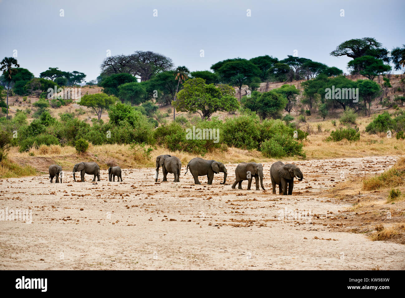herd of African bush elephants, Loxodonta africana, in Tarangire National Park, Tanzania, Africa Stock Photo