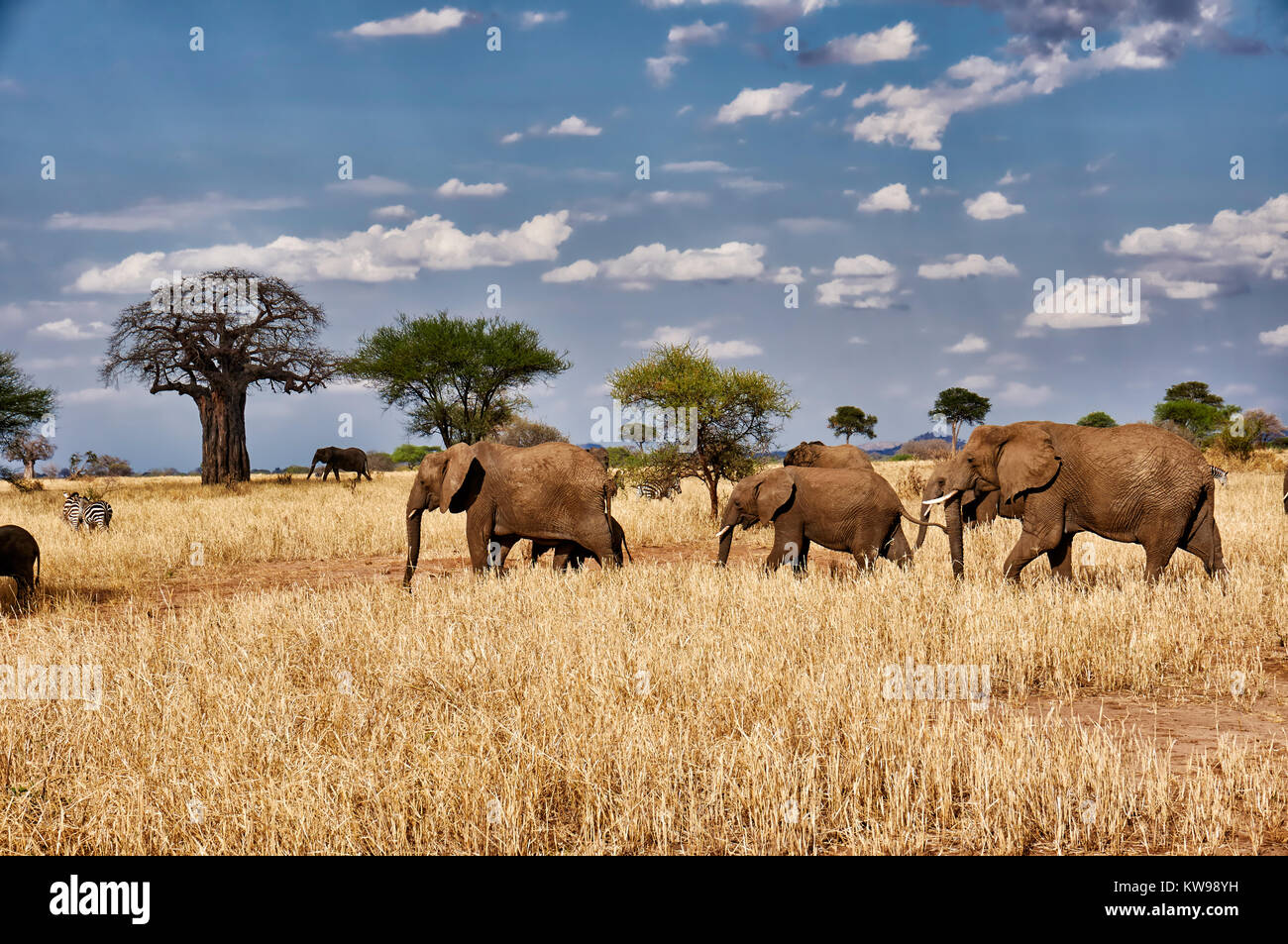 African bush elephants, Loxodonta africana, in Tarangire National Park, Tanzania, Africa Stock Photo