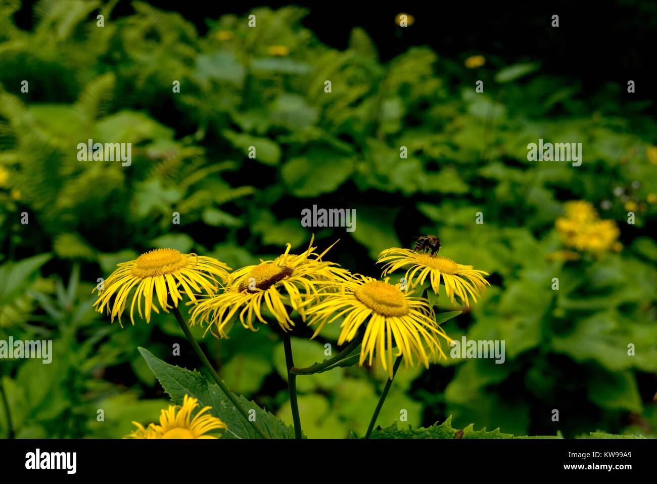 Wild fflowers and plants araound the lake Karagol,Borcka,Artvin Turkey. Stock Photo