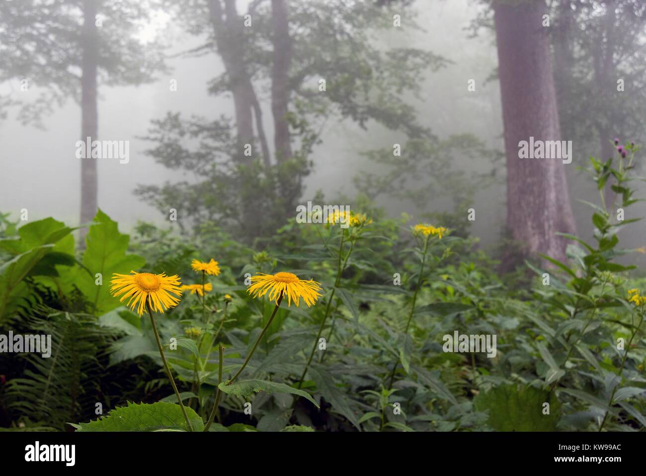 Wild fflowers and plants araound the lake Karagol,Borcka,Artvin Turkey. Stock Photo
