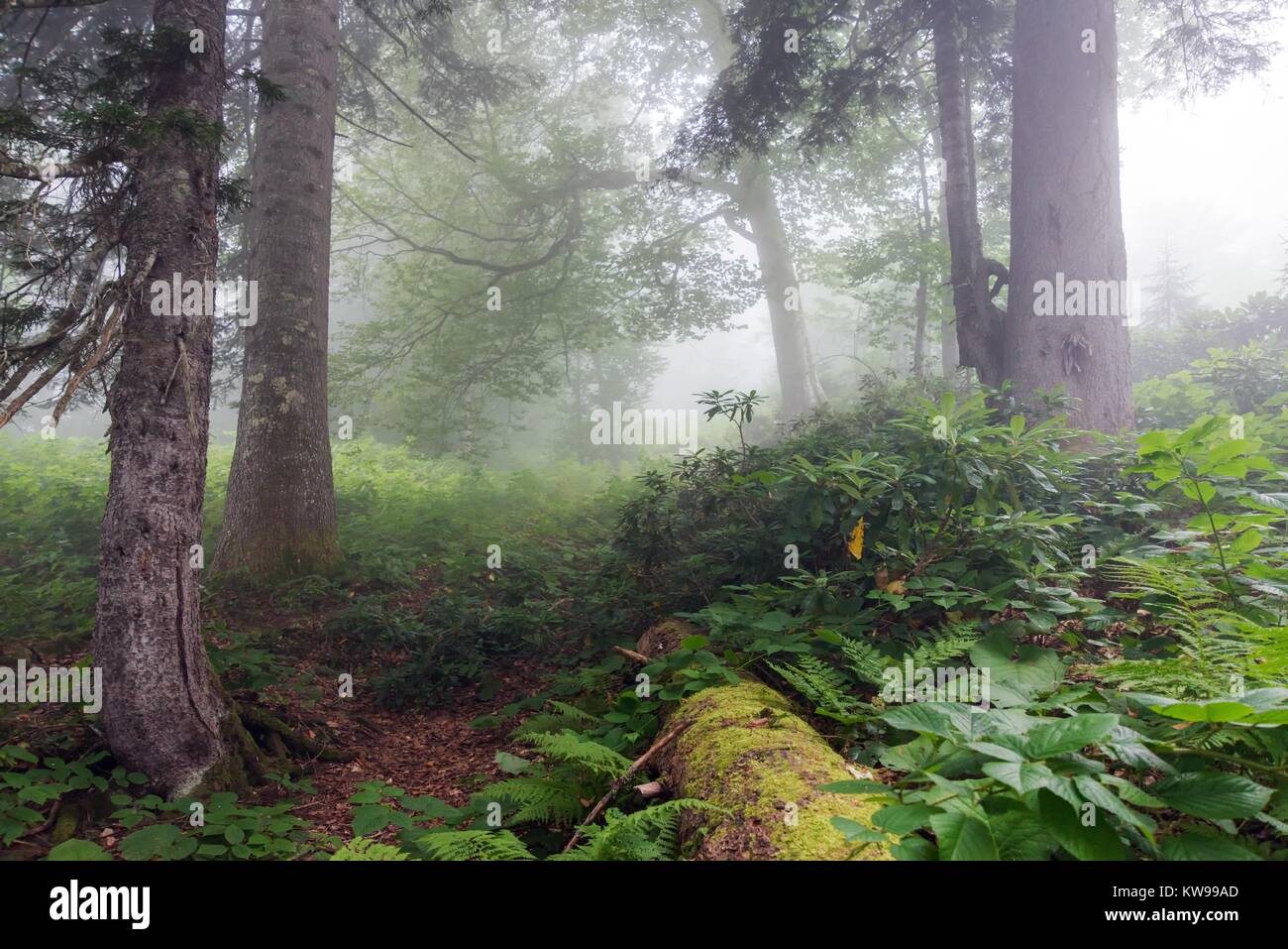 Wild fflowers and plants araound the lake Karagol,Borcka,Artvin Turkey. Stock Photo
