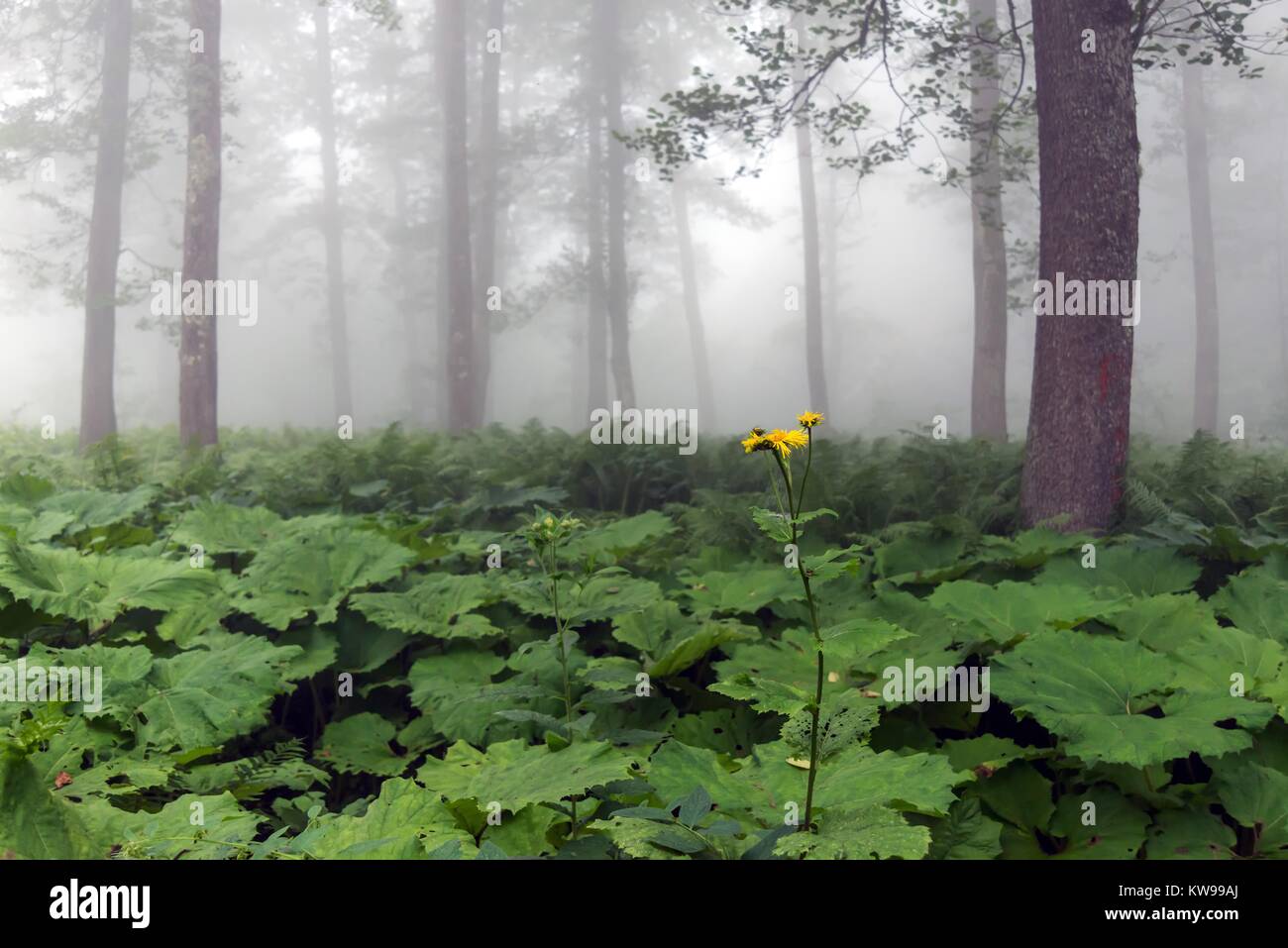 Wild fflowers and plants araound the lake Karagol,Borcka,Artvin Turkey. Stock Photo