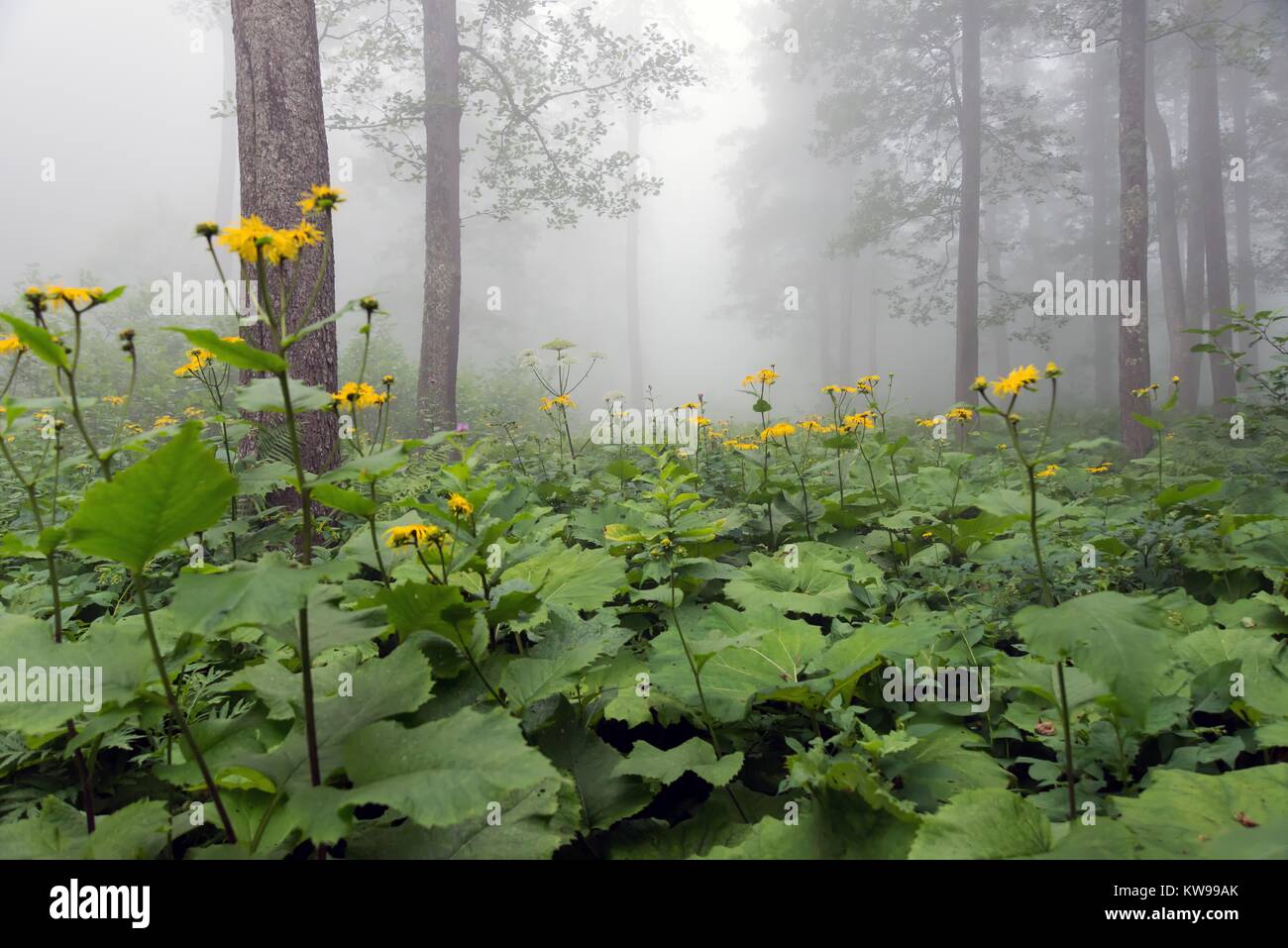 Wild fflowers and plants araound the lake Karagol,Borcka,Artvin Turkey. Stock Photo