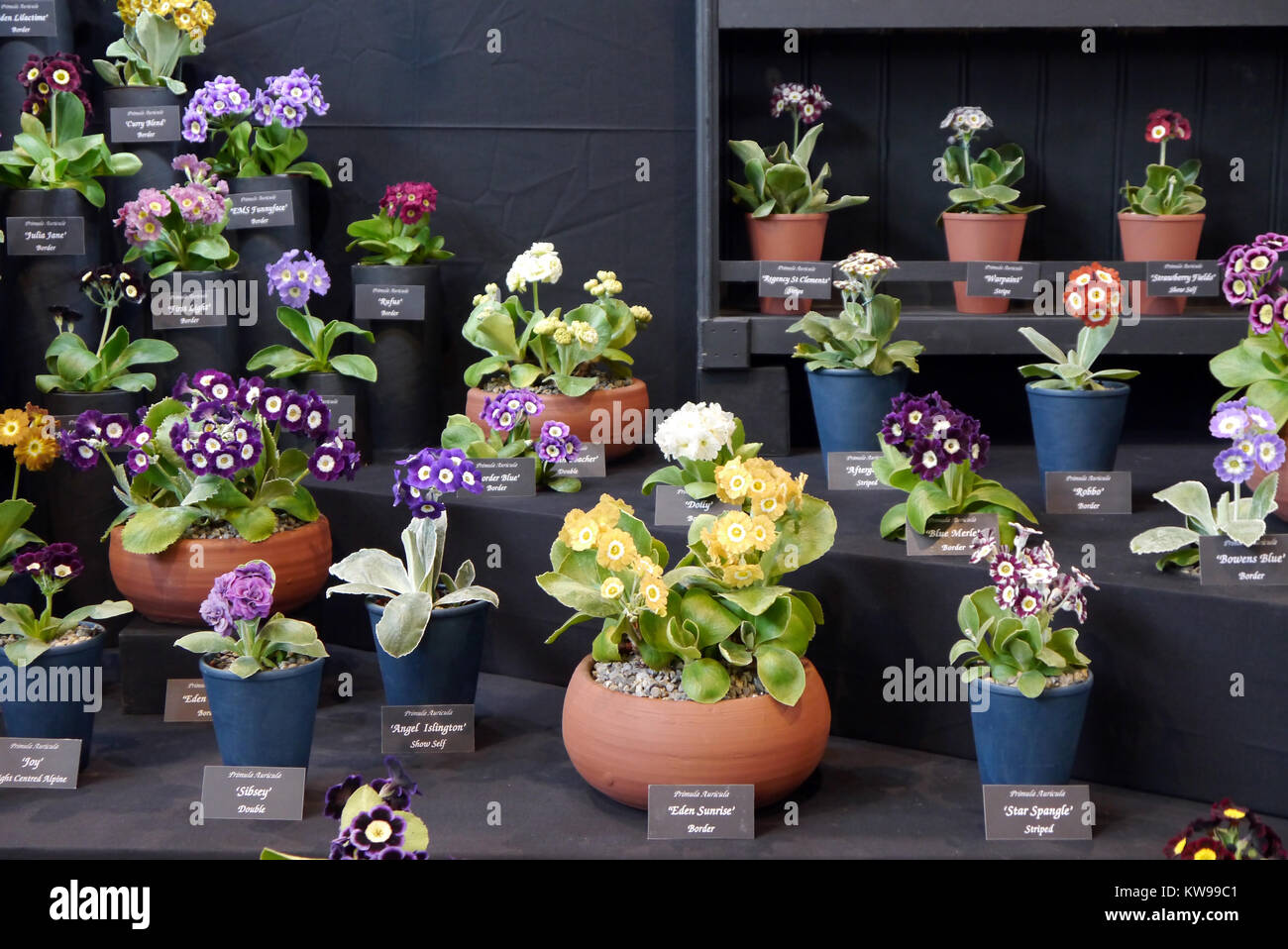 Mixed Rows of Various Primula Auricula  in Terracotta Pots on Display at the Harrogate Spring Show. Yorkshire, England, UK. Stock Photo