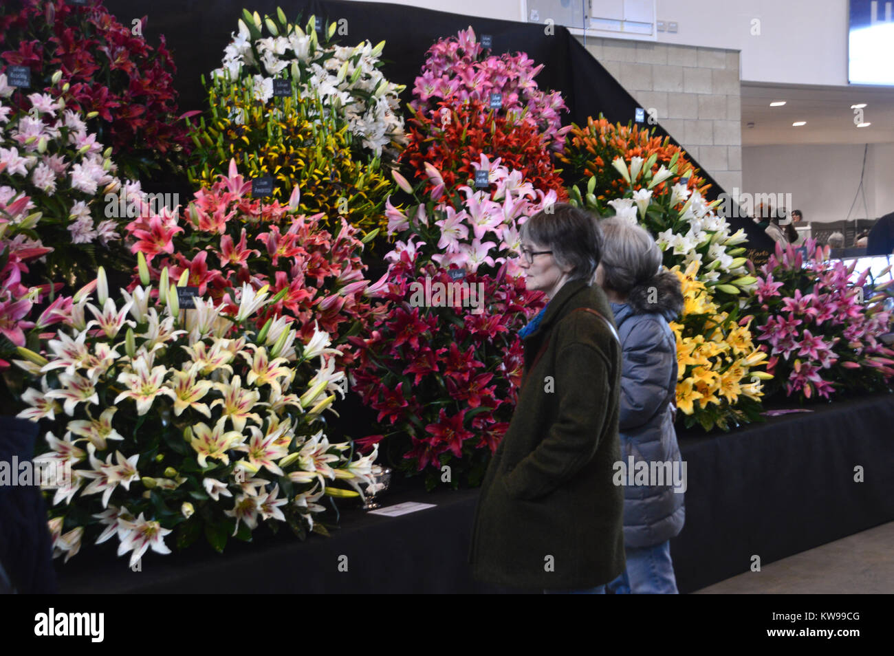 Two Woman Looking at a Colourful Display of Lilies at the Harrogate Spring Show. Yorkshire, England, UK. Stock Photo