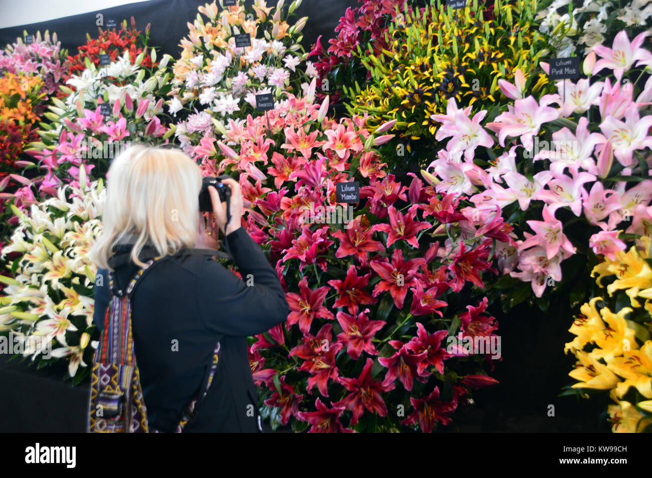 A Woman Photographer Taking Photos of Colourful Lilies on Display at the Harrogate Spring Show. Yorkshire, England, UK. Stock Photo