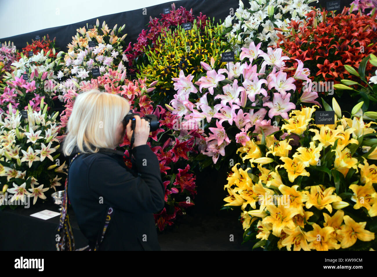 A Woman Photographer Taking Photos of Colourful Lilies on Display at the Harrogate Spring Show. Yorkshire, England, UK. Stock Photo