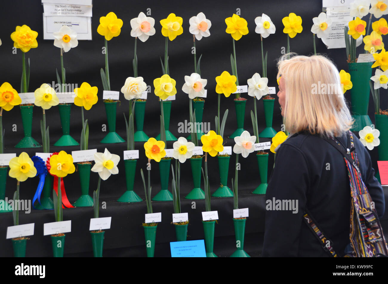 Lone Woman Looking at a Display of Single Stem Daffodils in Vases on Display at the Harrogate Spring Show. Yorkshire, England, UK. Stock Photo
