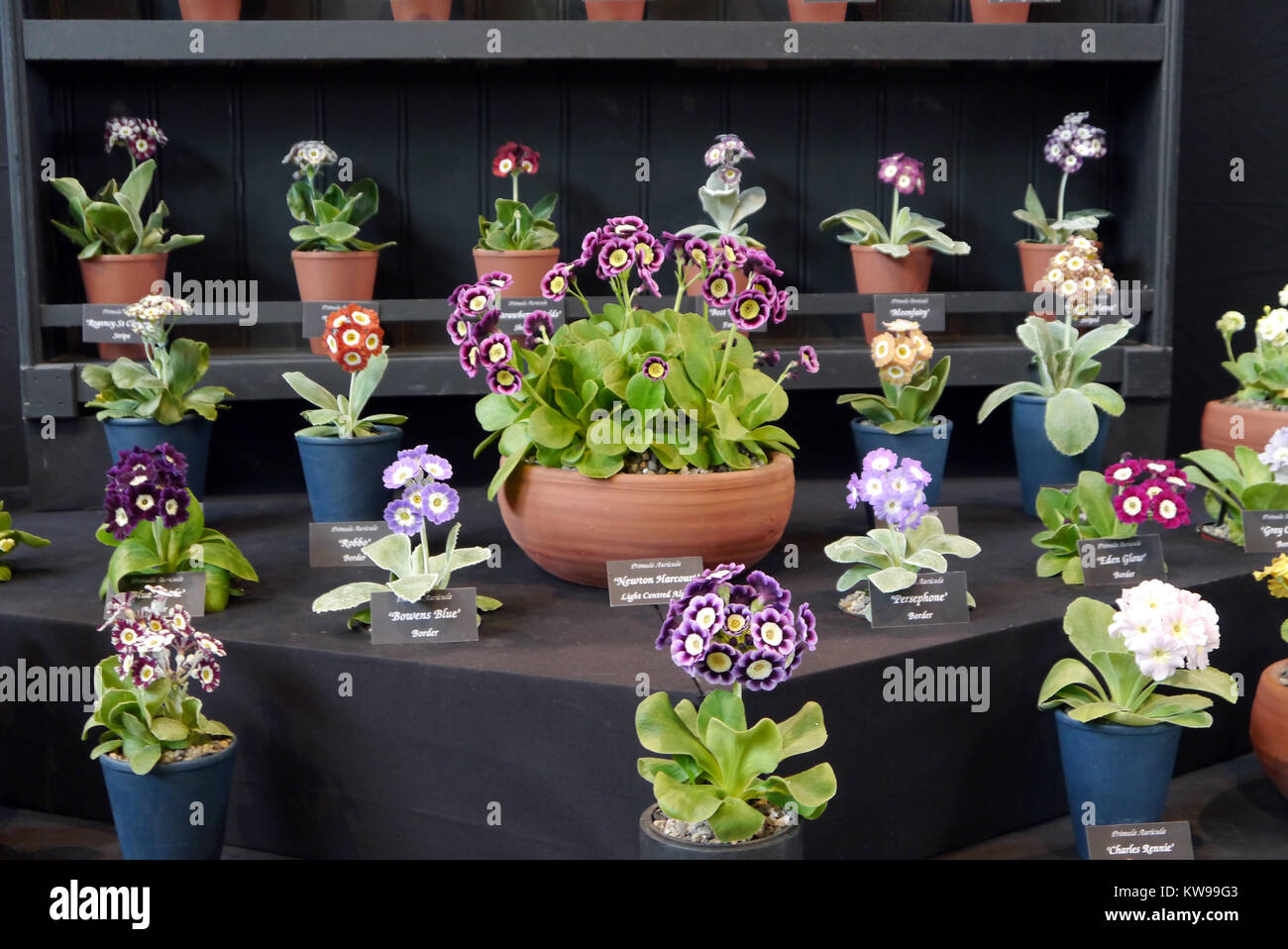Mixed Rows of Various Primula Auricula  in Terracotta Pots on Display at the Harrogate Spring Show. Yorkshire, England, UK. Stock Photo