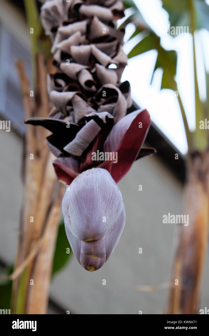 Closed purple bulbous bracts dangling from a flower stem on a banana tree Musa in Silver Lake, Los Angeles, California USA  KATHY DEWITT Stock Photo