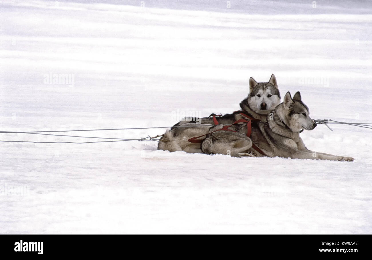 Sled dogs in snow hires stock photography and images Alamy