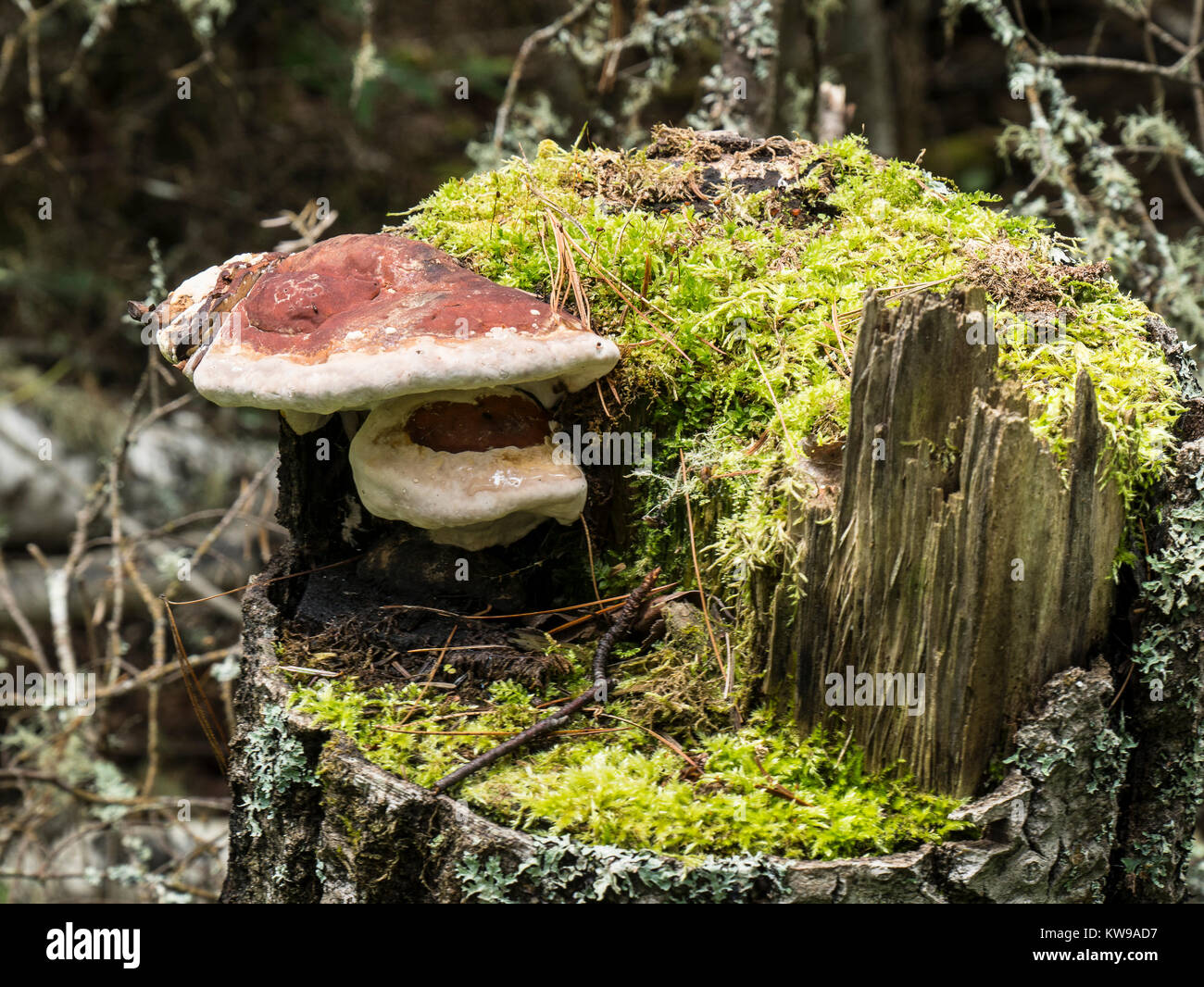 Fungi, Sawyer Bay Trail, Sleeping Giant Provincial Park, Ontario, Canada. Stock Photo