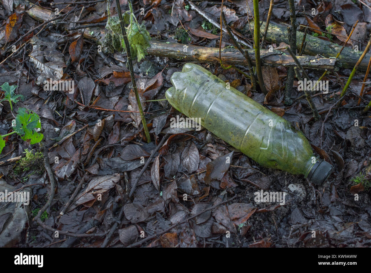 Old PTFE soft drink bottle washed up in forgotten corner of the River Fowey, Cornwall. Plastic waste concept. War on plastic, environmental pollution. Stock Photo