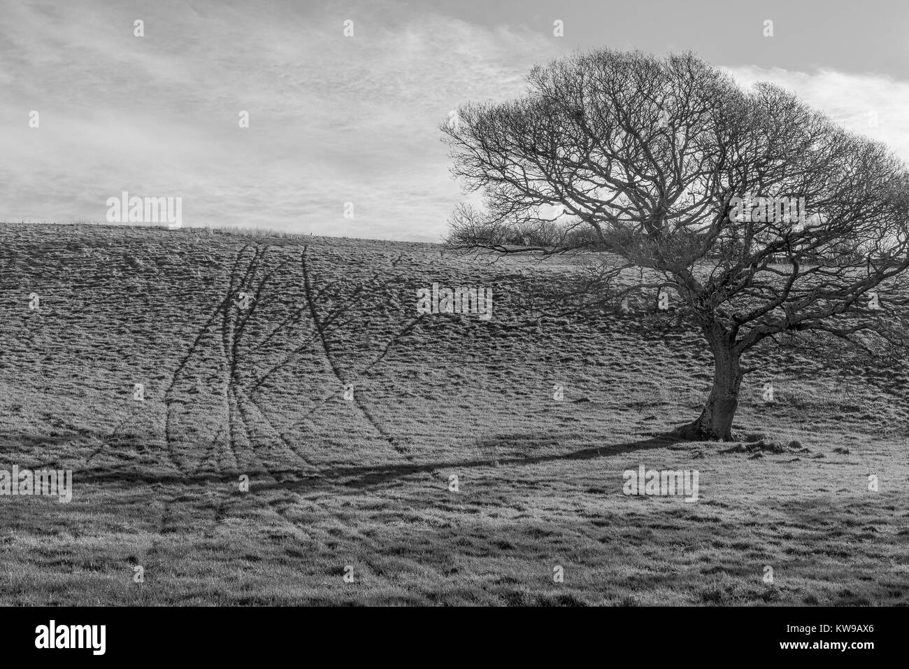 Black and white image (conversion from Colour) of an isolated oak tree in a field and the marks of animal tracks in the grass - with copy space. Stock Photo