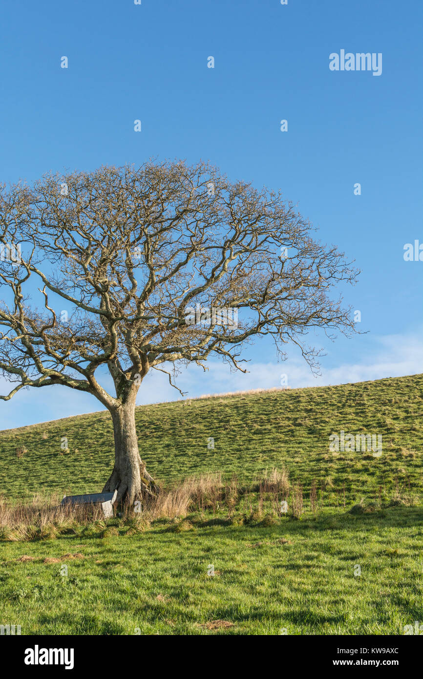 Isolated old oak tree in the middle of a field, with animal feeder trough at its base - with copy space. Countryside in winter concept, leafless tree. Stock Photo