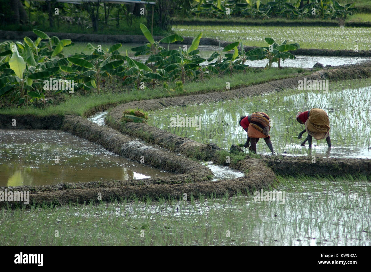 TAMIL NADU, INDIA, circa 2009: Unidentified women planting out rice paddies circa 2009 in Tamil Nadu, India Stock Photo
