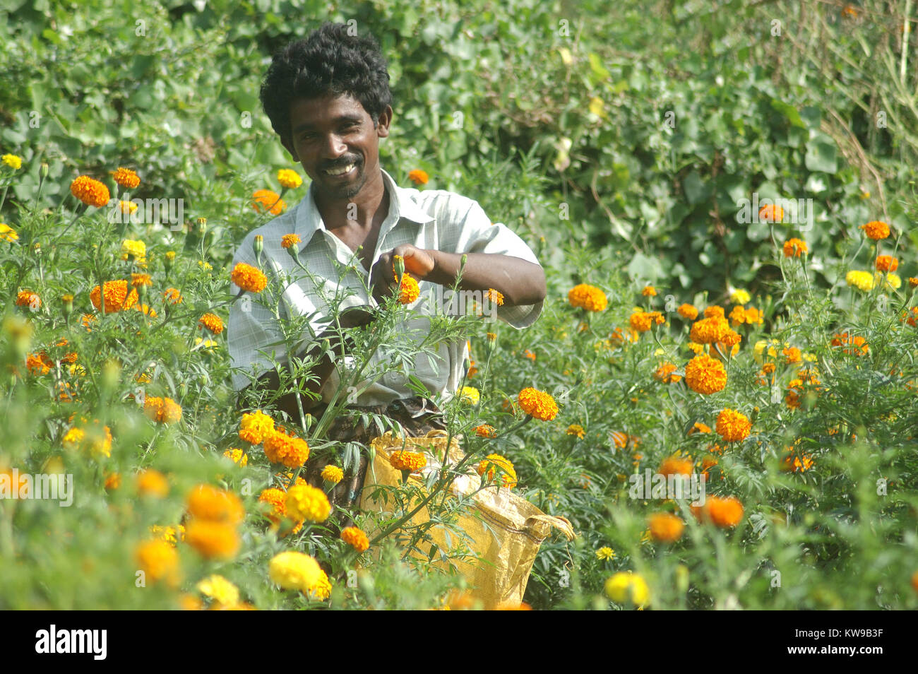 TAMIL NADU, INDIA, circa 2009: Unidentified man harvests a crop of marigold flowers, Tagetes patula, circa 2009 in Tamil Nadu, India Stock Photo