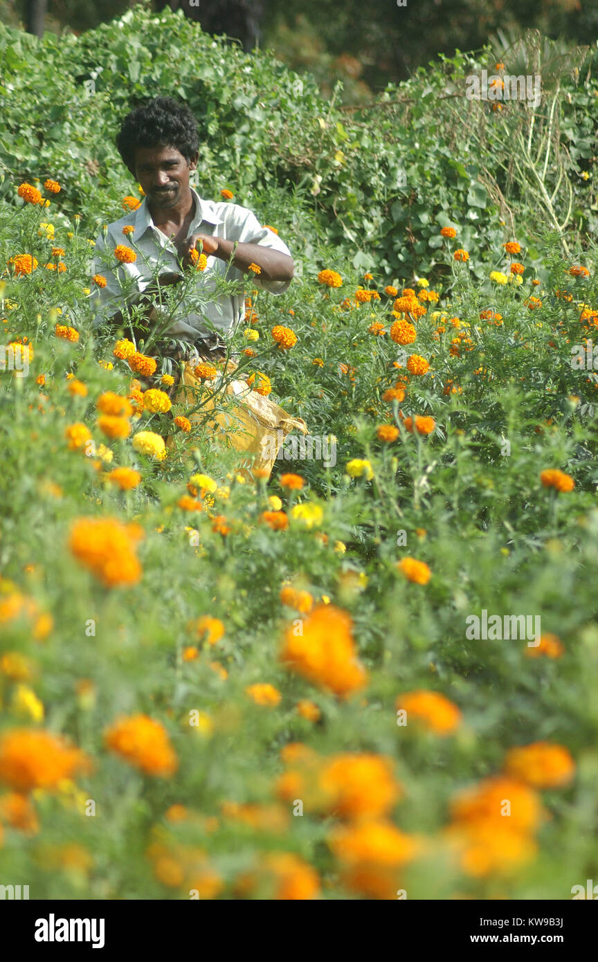 TAMIL NADU, INDIA, circa 2009: Unidentified man harvests a crop of marigold flowers, Tagetes patula, circa 2009 in Tamil Nadu, India Stock Photo